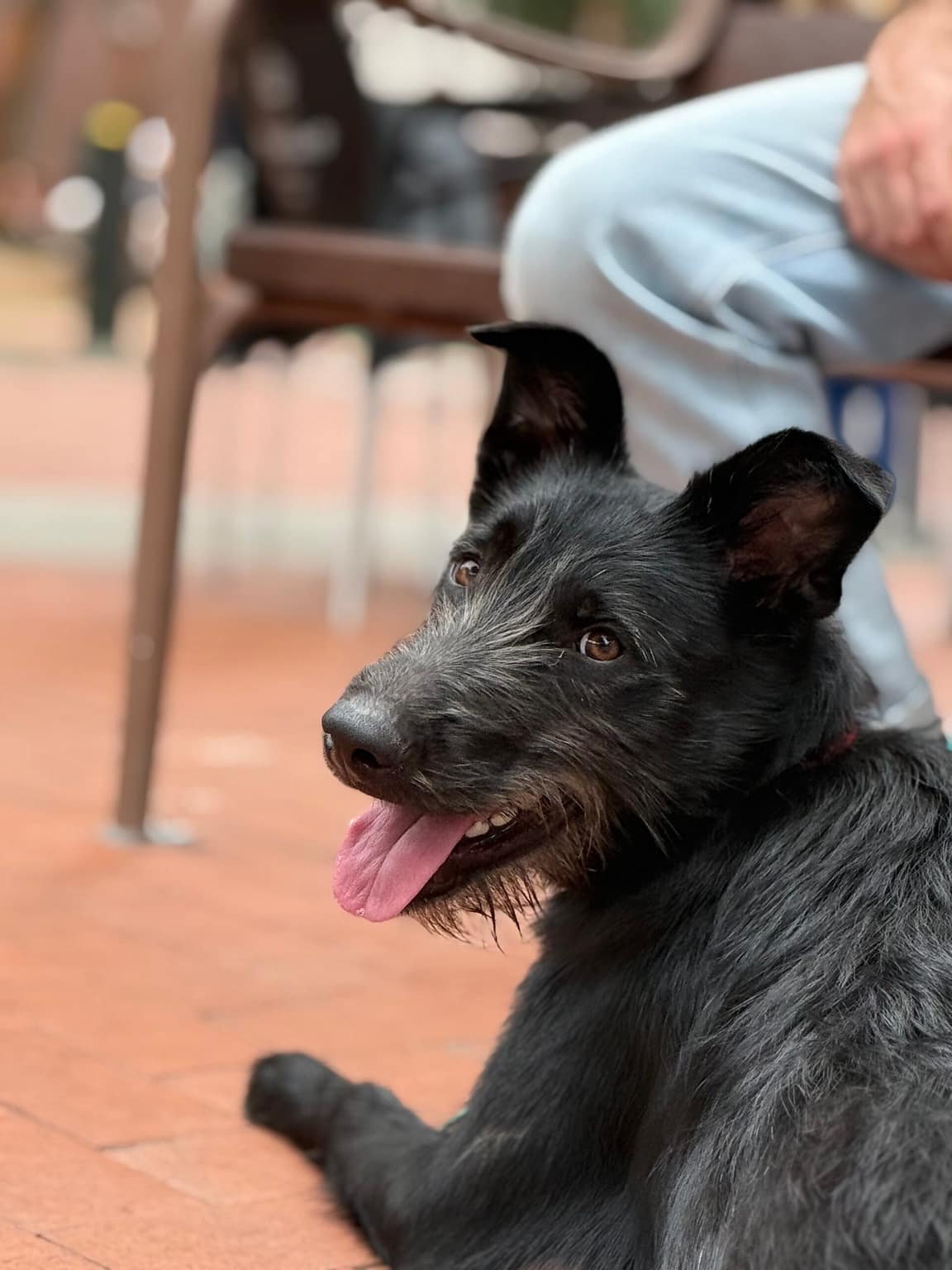 Perro durante un paseo urbano en una sesión de educación canina