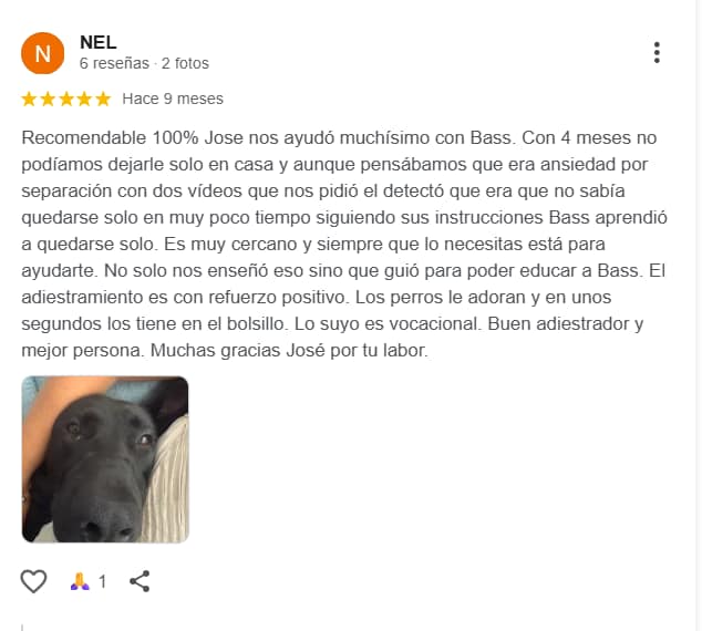 Reseña de Bass sobre aprender a quedarse solo con Kni2 Educación Canina