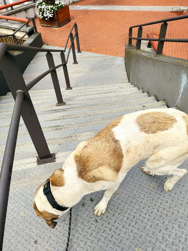 Perro en la calle trabajando problemas de miedo con Kni2 en Bilbao
