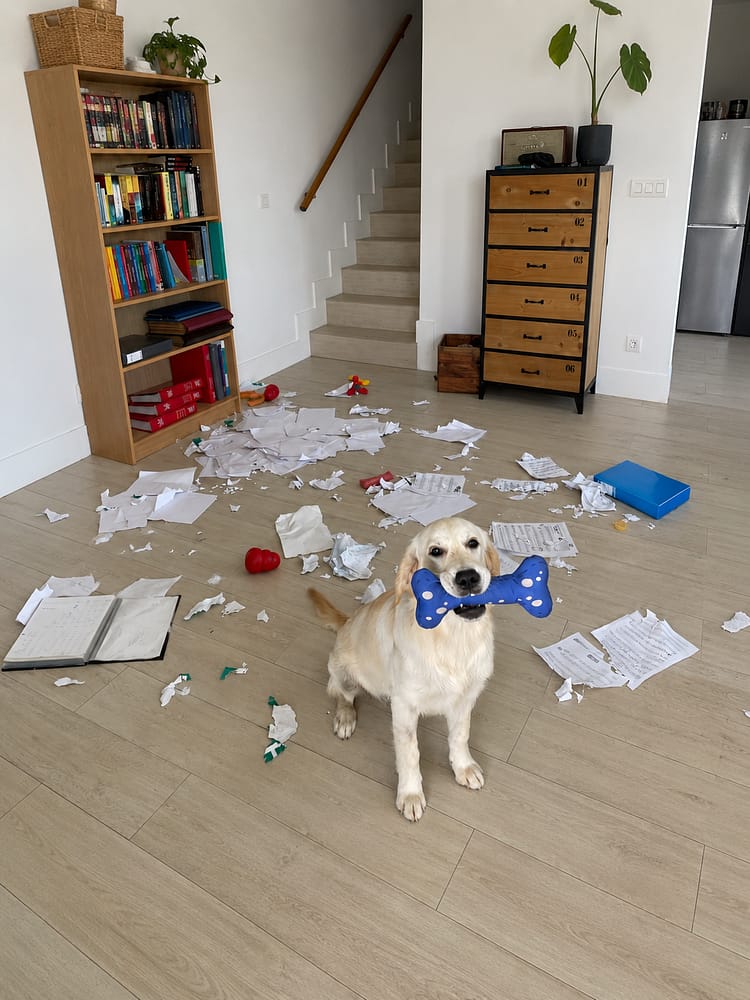 Perro en casa