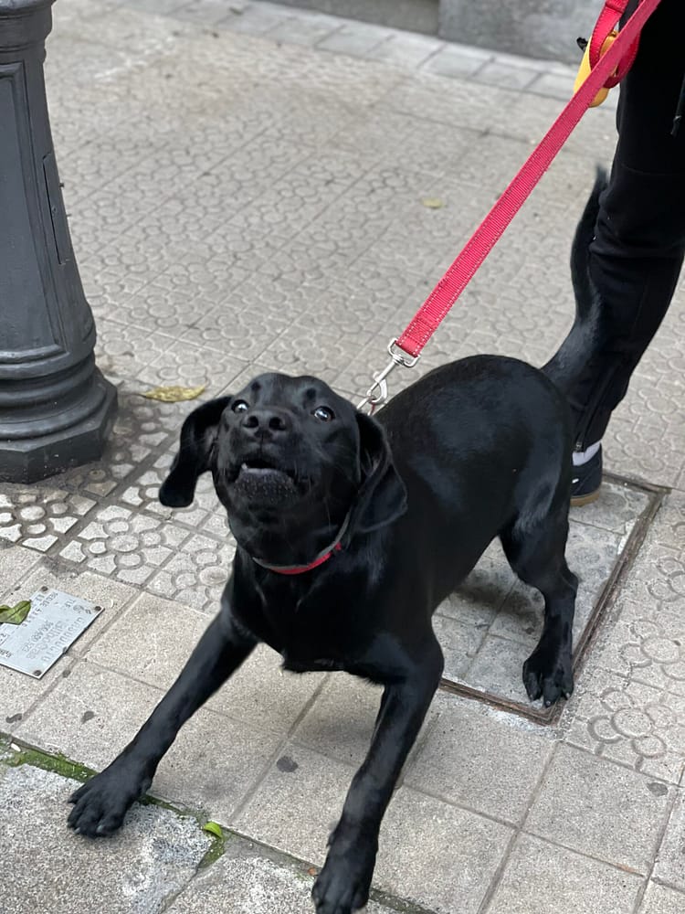 Perro mostrando ladrido y activación durante un problema de conducta