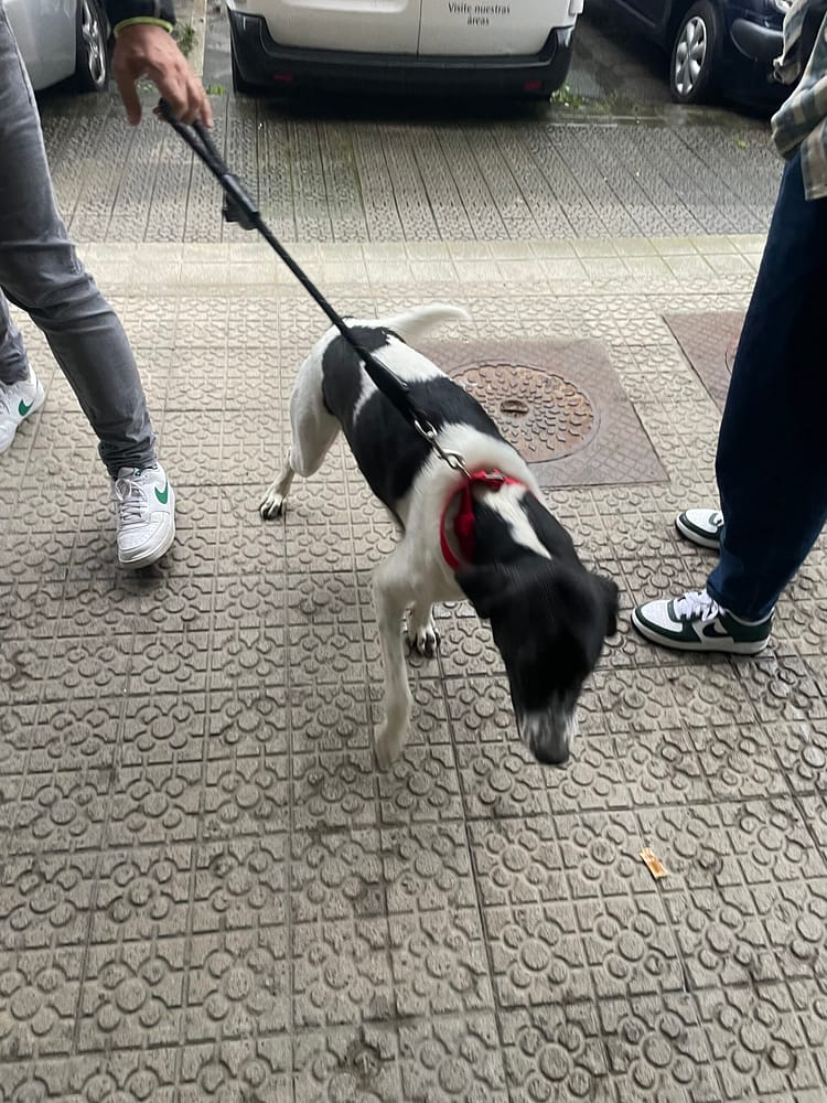 Perro durante un paseo urbano en una sesión de educación canina