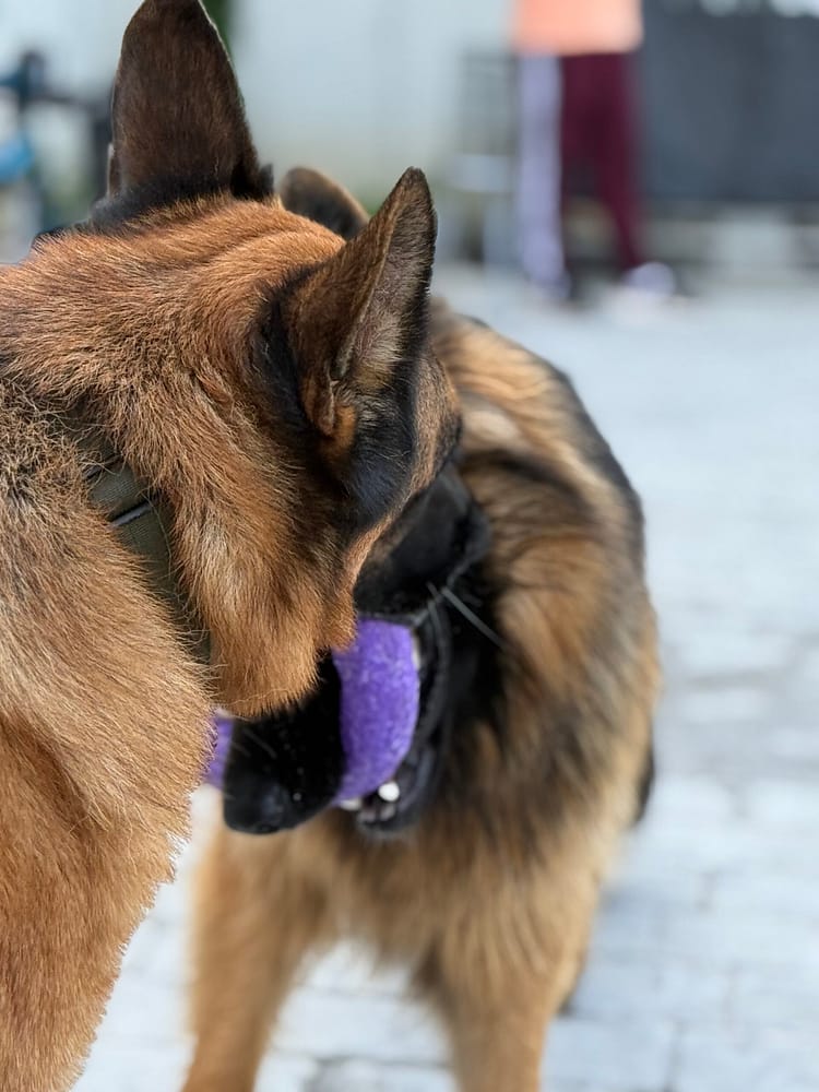 perros educacion canina kni2