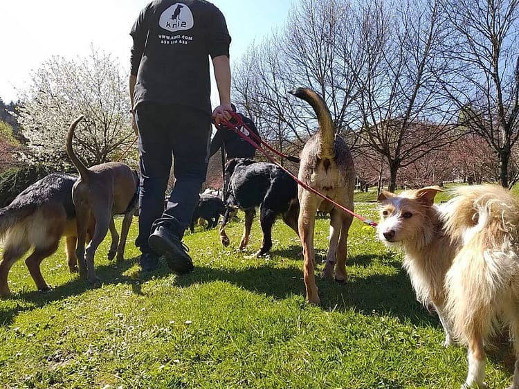 Reportaje sobre convivencia y educación canina con Kni2