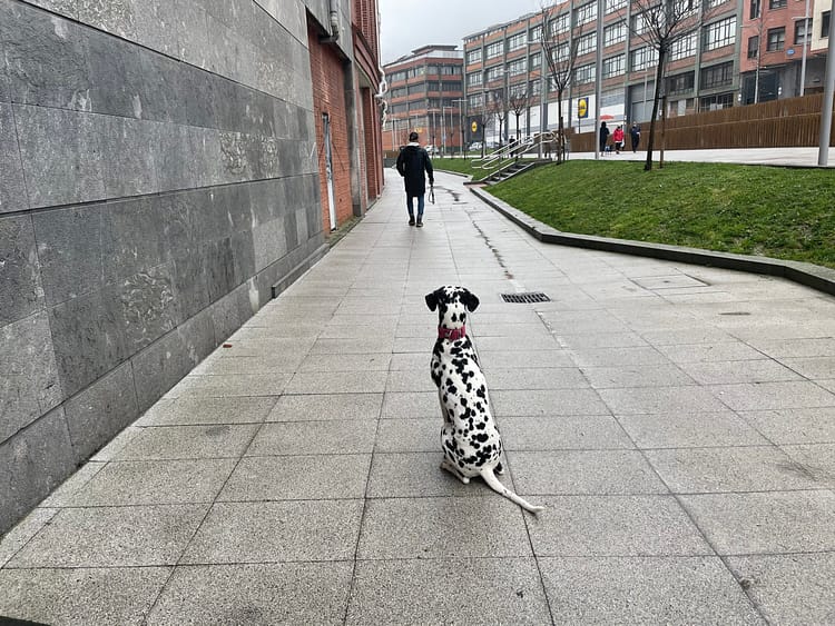 Perro suelto que no acude a la llamada, falta de respuesta y educación canina en Bilbao