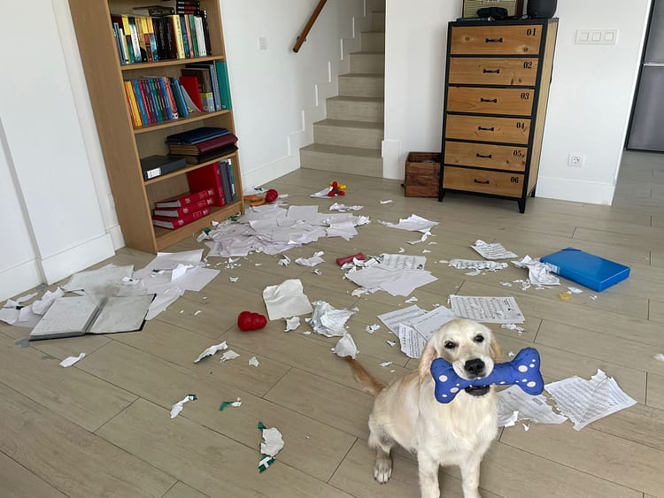Perro en casa con destrozos y pis en el suelo, problema de convivencia y educación canina en Bilbao